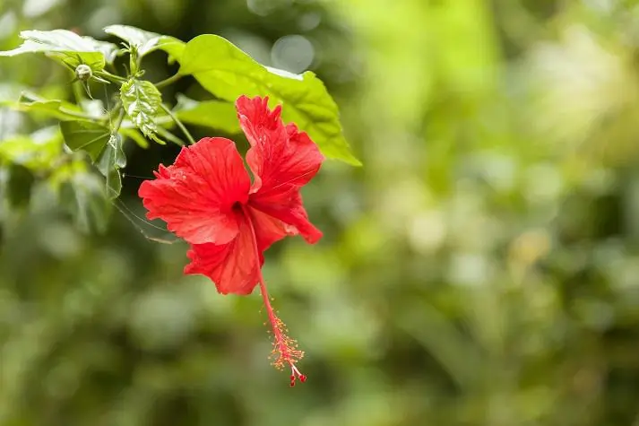 Angiosperms (Flowering Plants)