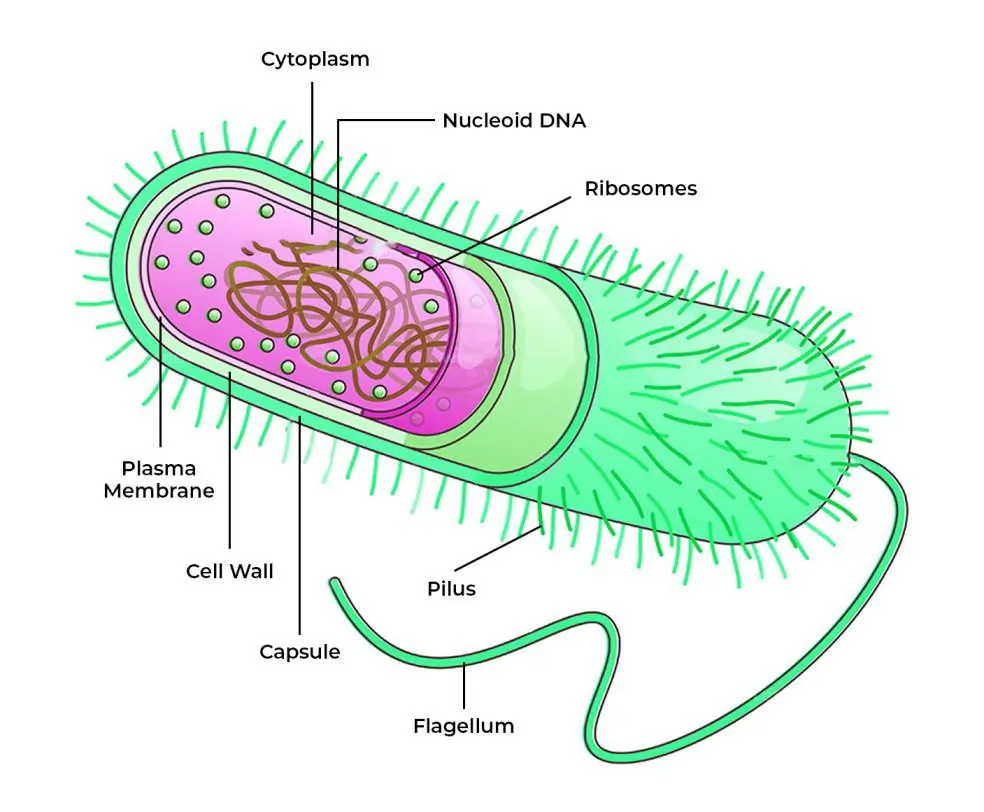 Archaebacteria-Bacteria