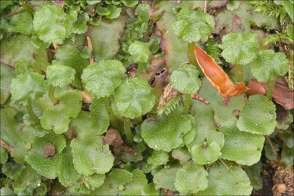 Bryophytes (Non-vascular plants) Classification of Kingdom Plantae