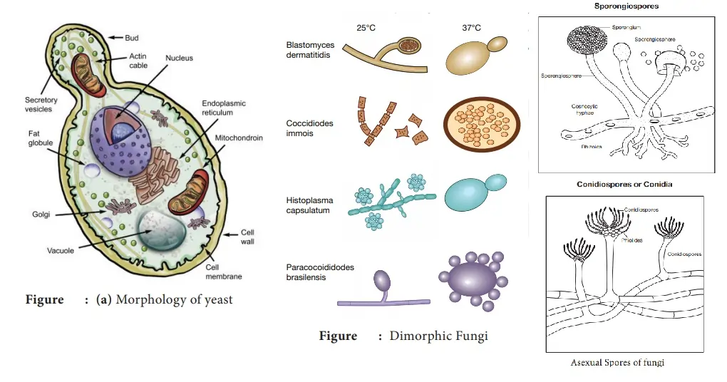 Characteristics-of-Fungi