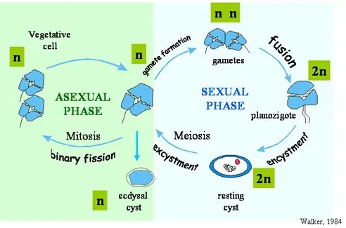 Dinoflagellates reproduce through both Asexual and Sexual means