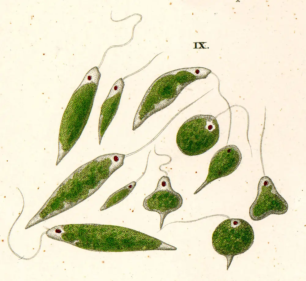 Ehrenberg euglena viridis (euglenoid)