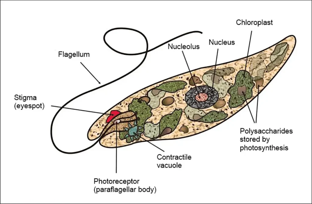 Euglena Diagram