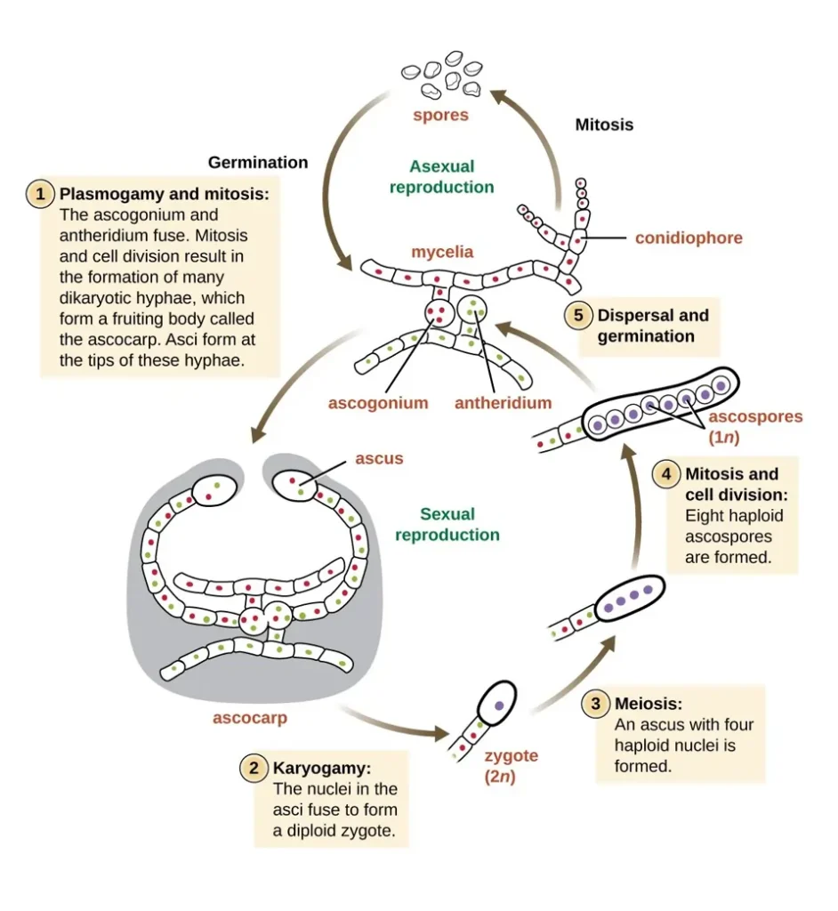 Fungi Reproduction Both Sexually and Asexually