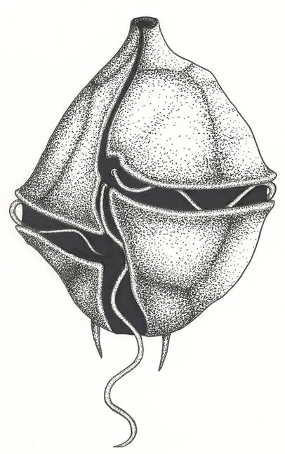 Gonyaulax Spinifera