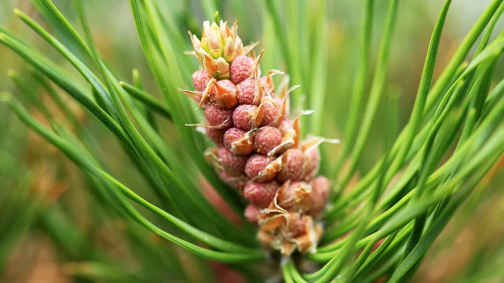 Gymnosperms (Plants with Naked Seeds)