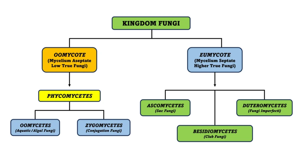 Kingdom Fungi Classification