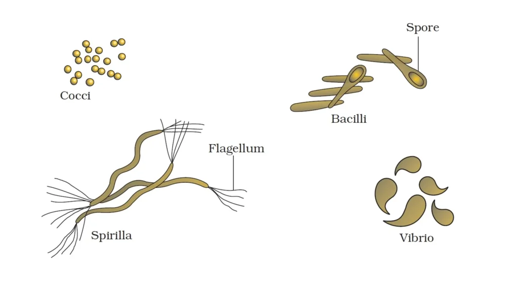 Kingdom Monera The World of Bacteria