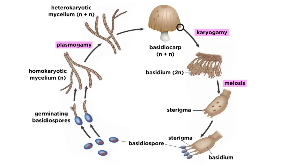 Life Cycle of Basidiomycetes