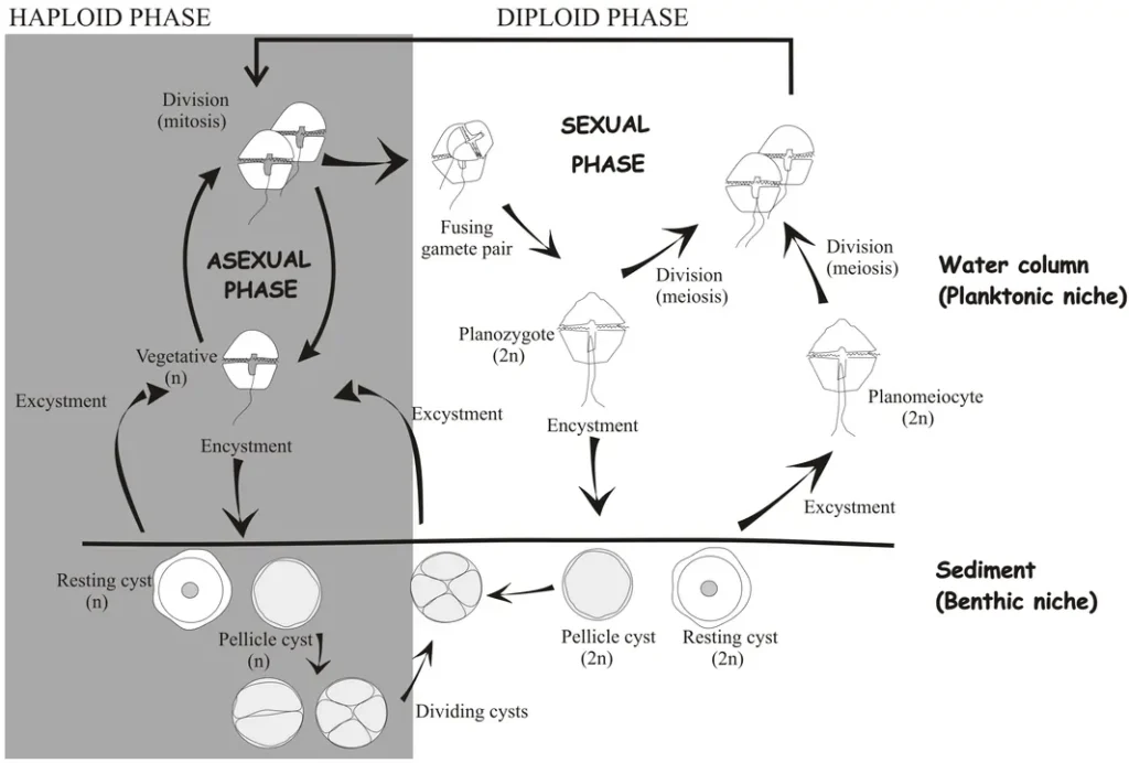 Life cycle of dinoflagellates