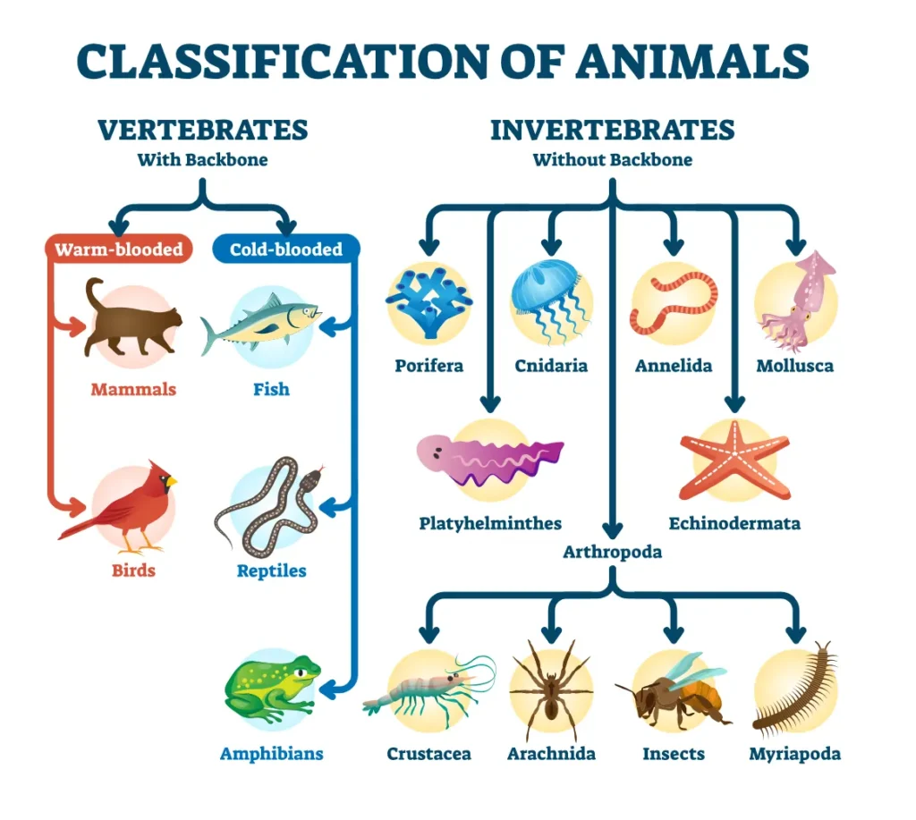 Main Divisions of the Animal Kingdom Vertebrates and Invertebrates