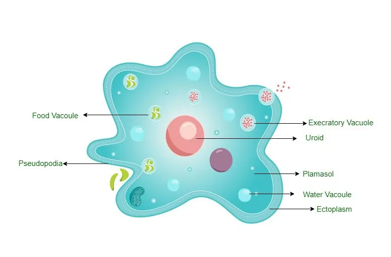 Micro Biological Structure of Amoeba