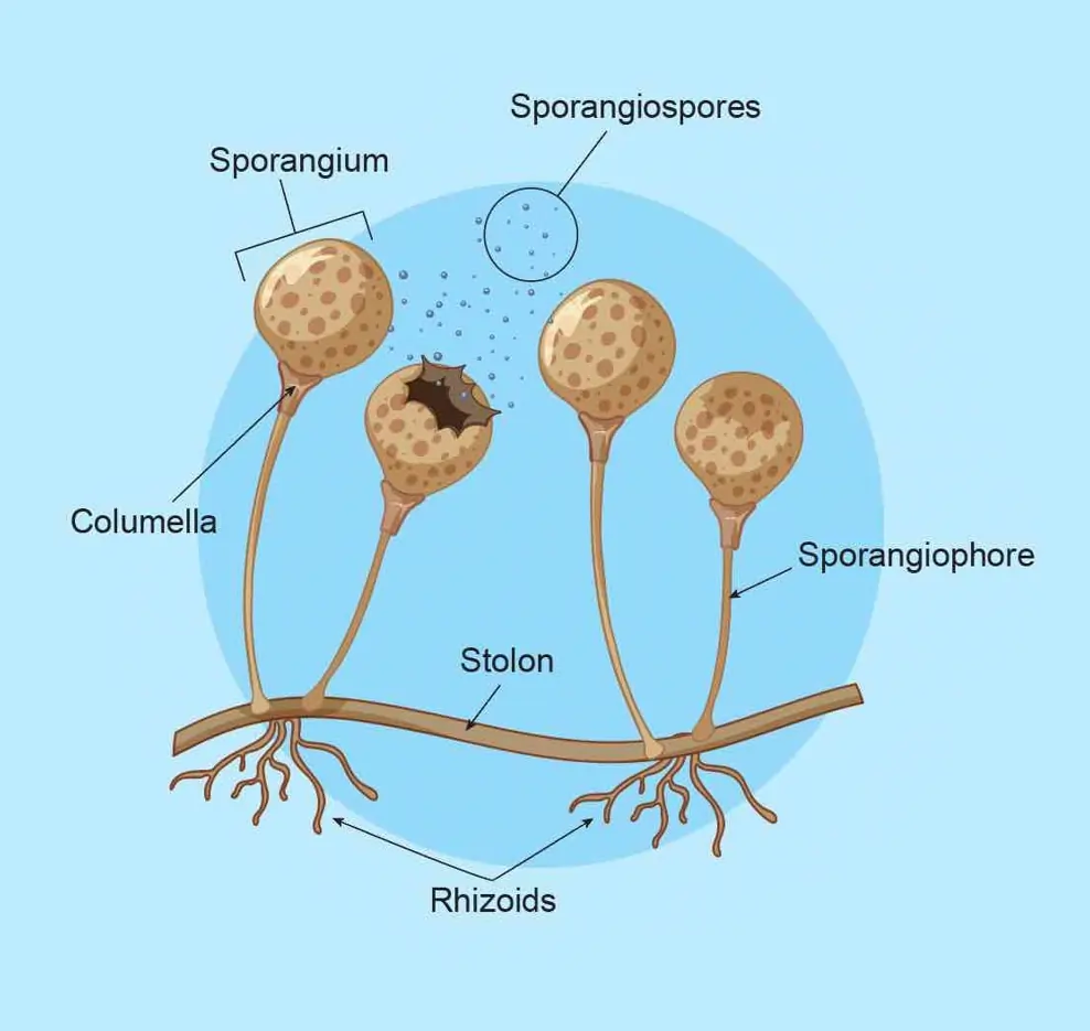 Micro Biological Structure of Fungi (Kingdom Fungi)