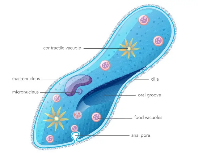 Micro Biological Structure of Protozoans