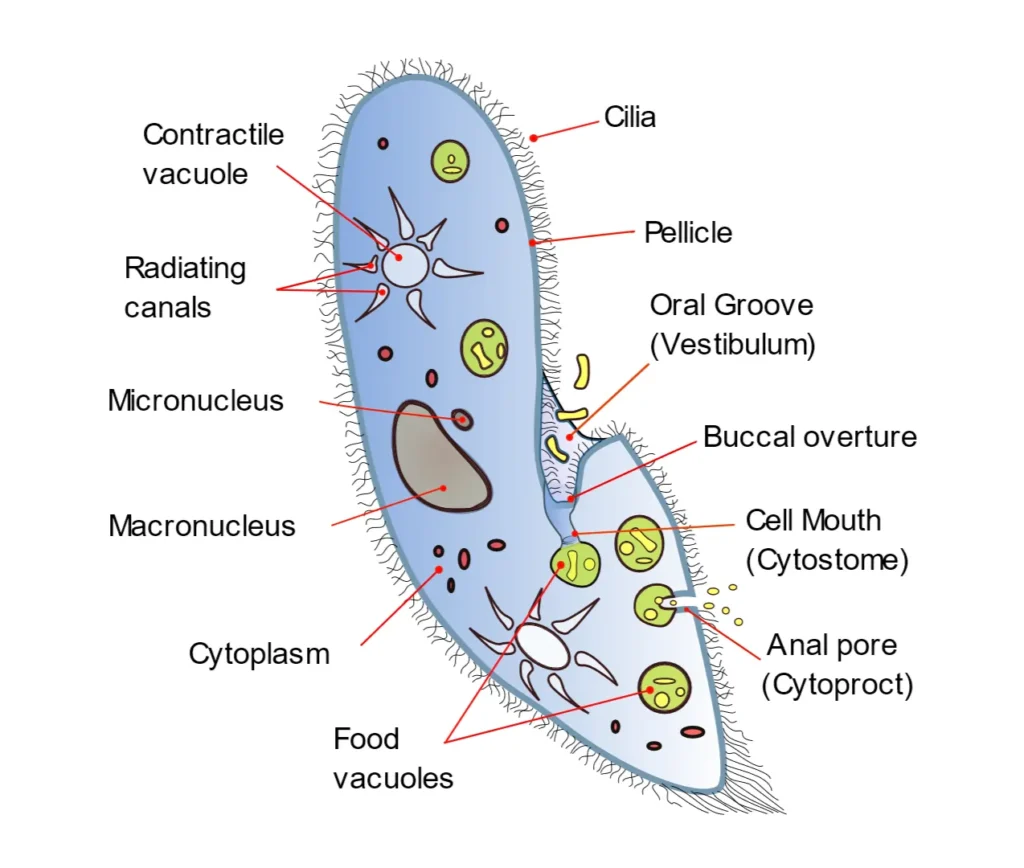 Paramoecium Diagram