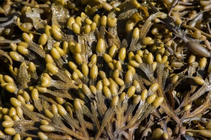 Phaeophyta Brown Algae