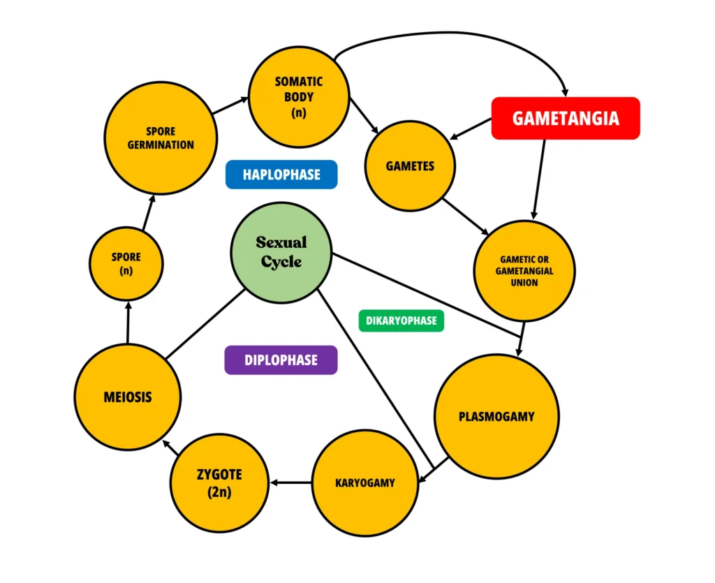 Phycomycetes Sexual Life Cycle