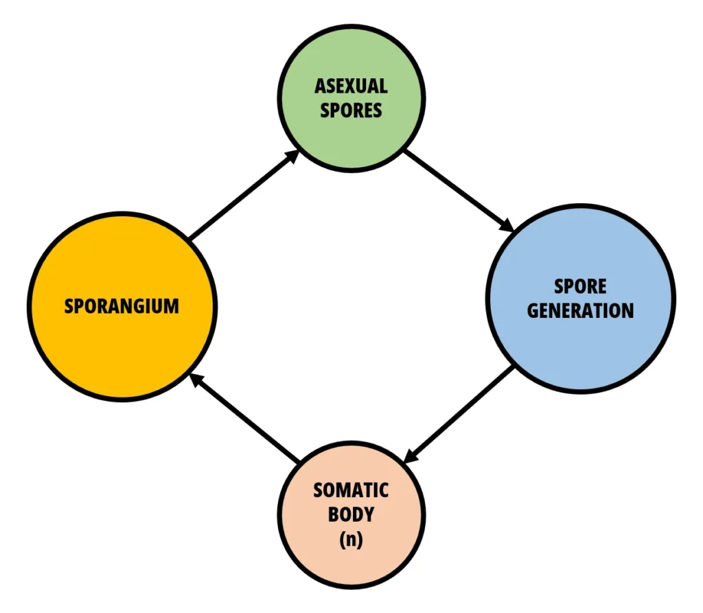 Phycomycetes Asexual Life Cycle