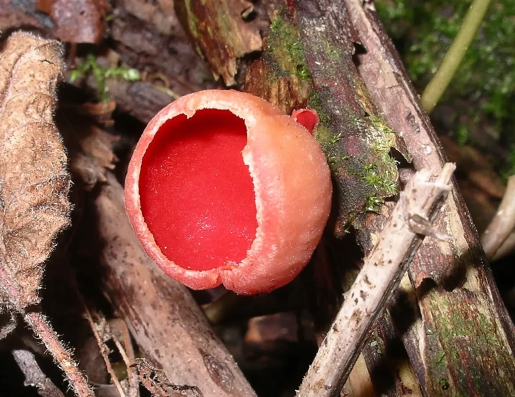 Scarlet elf cap cadnant dingle sac fungi or ascomycetes