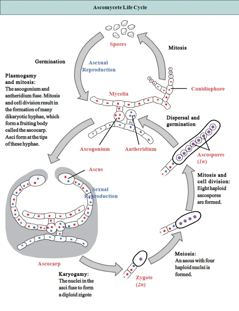 Sexual and Asexual Reproduction in Ascomycetes