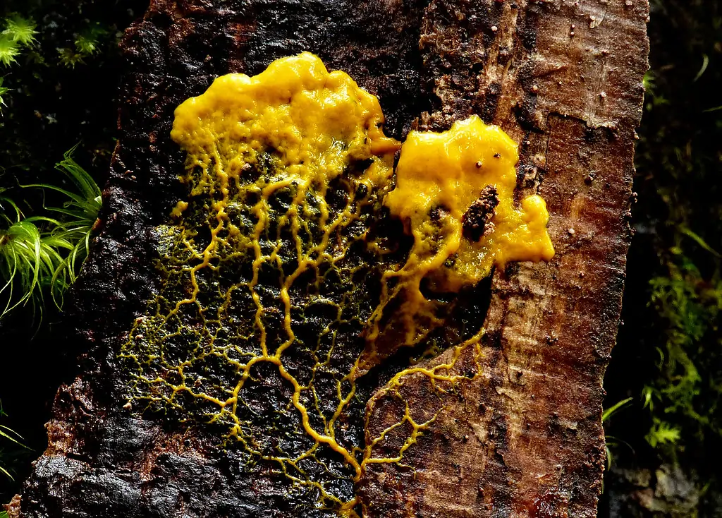 Slime Mould Image