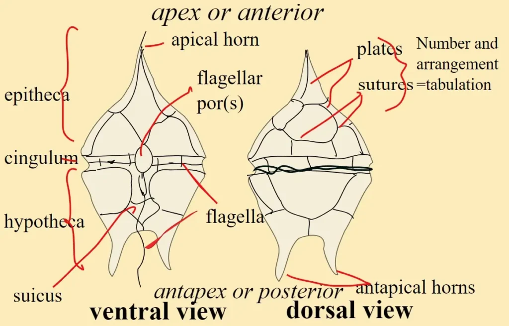 Structure of Dinoflagellates