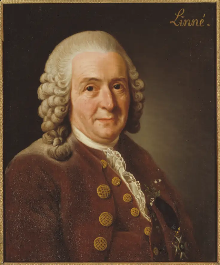 Swedish botanist Carolus Linnaeus (1707-1778)