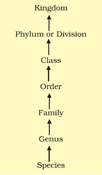 Understanding Taxonomic Categories and Hierarchy