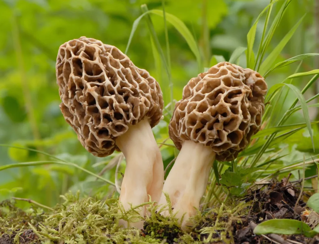 Morel mushroom forest floor