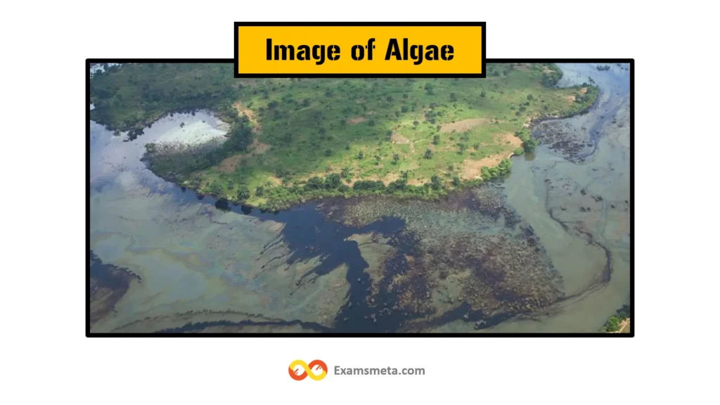 Algae are photosynthetic organisms, ranging from microscopic phytoplankton to larger seaweeds, found in aquatic environments.