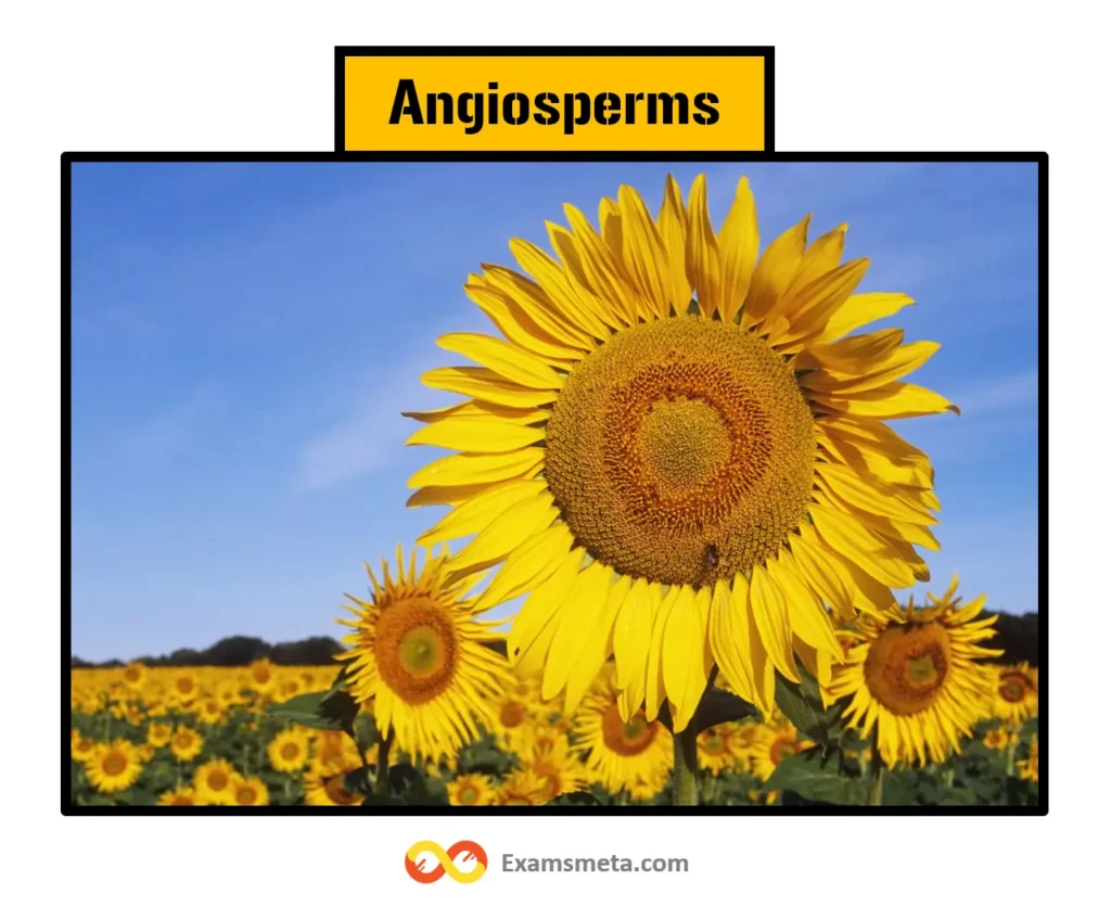 Angiosperms