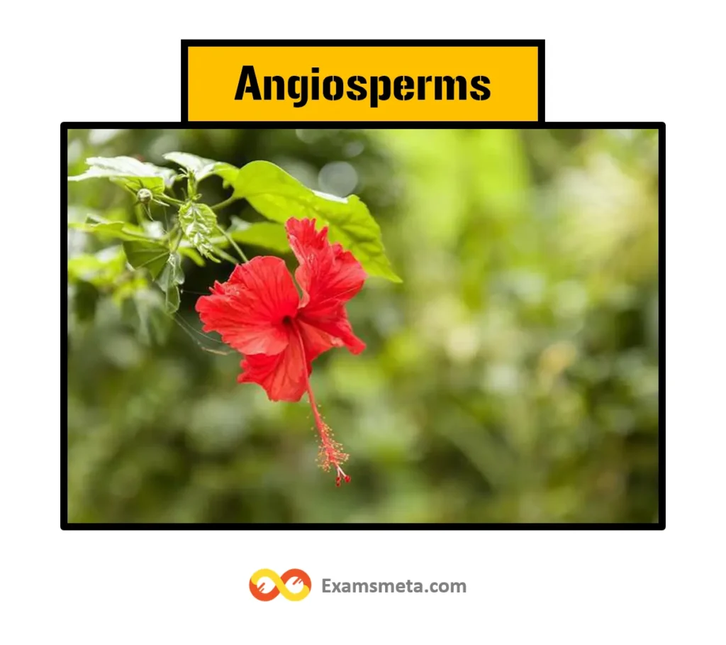 Angiosperms are highly developed and the most advanced plants in the plant kingdom. They are plants with sporophytes organized into flowers