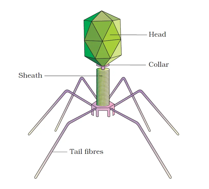 Bacteriophage