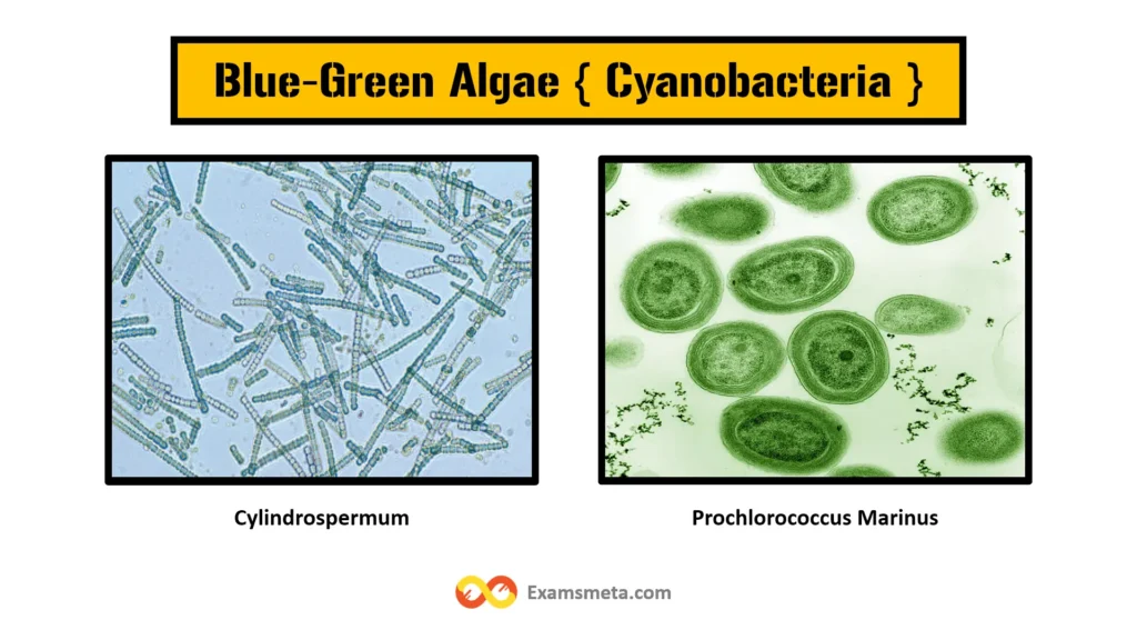 Blue-green algae, also known as cyanobacteria, are prokaryotic organisms that share similarities with bacteria rather than true algae