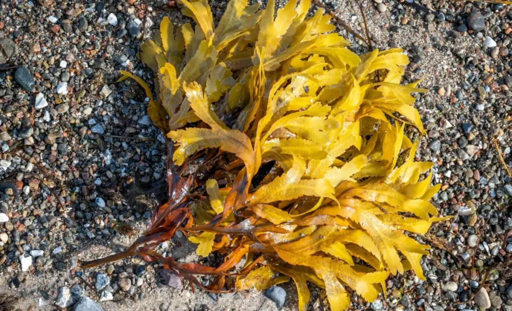 Brown algae