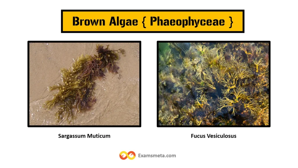 Brown algae, or Phaeophyta, are a group of multicellular marine algae known for their distinctive brown coloration, primarily due to the pigment fucoxanthin