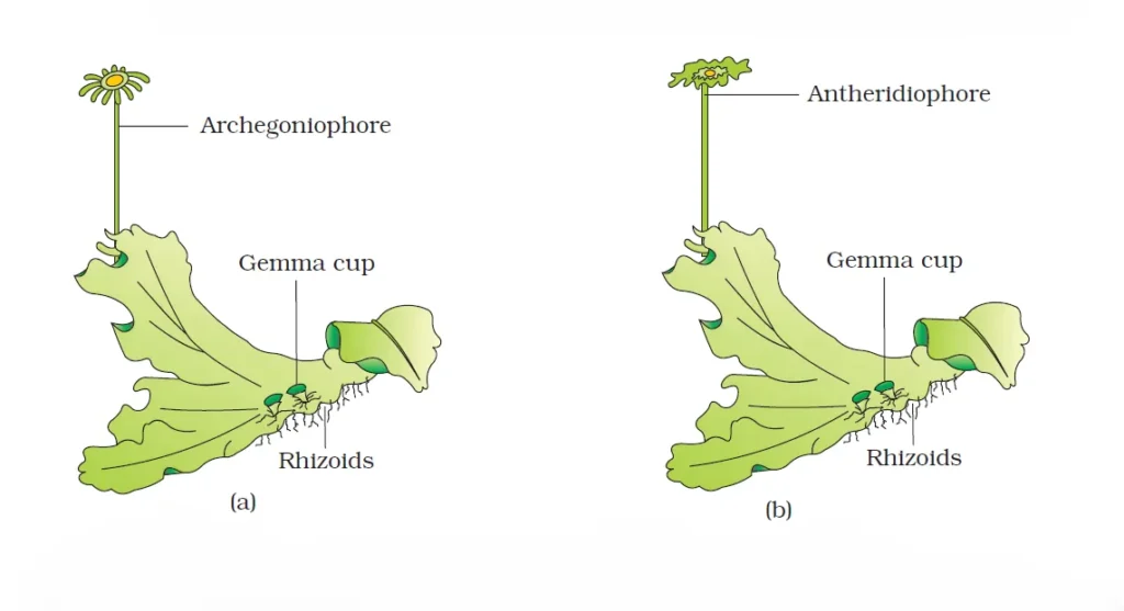 Bryophytes A liverwort Marchantia (a) Female thallus (b) Male thallus