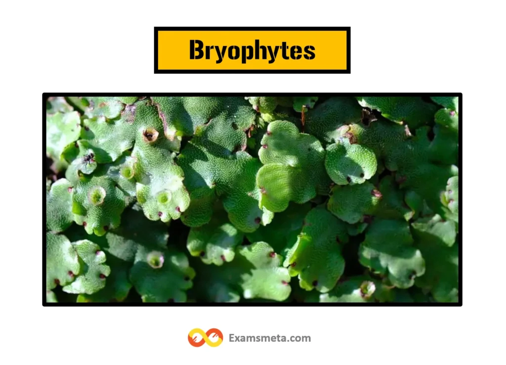 Bryophytes are called amphibians of the plant kingdom because they require water for fertilization