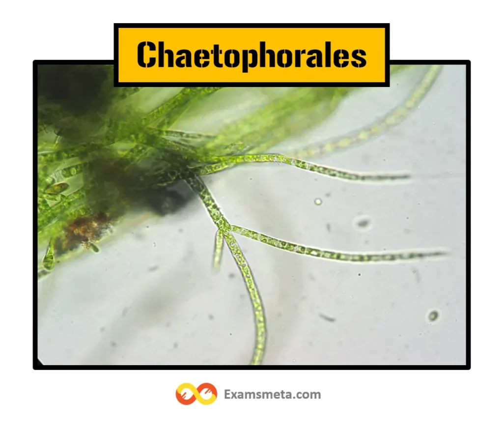 Chaetophorales