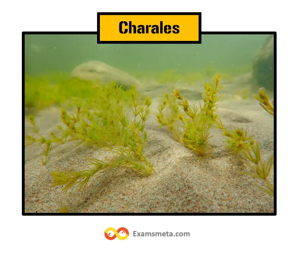 Charales (Chlorophyceae)