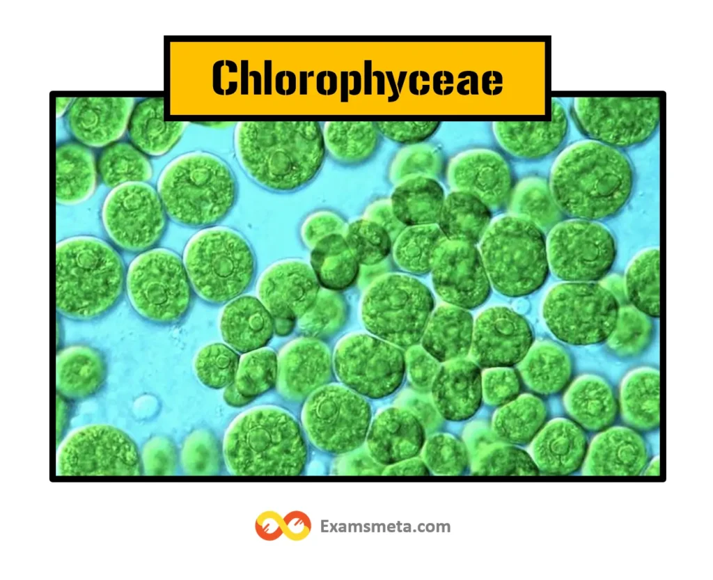 Chlorophyceae