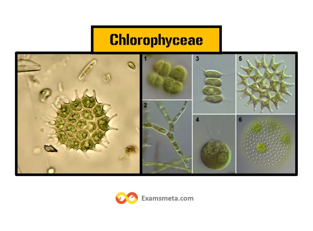 Chlorophyceae