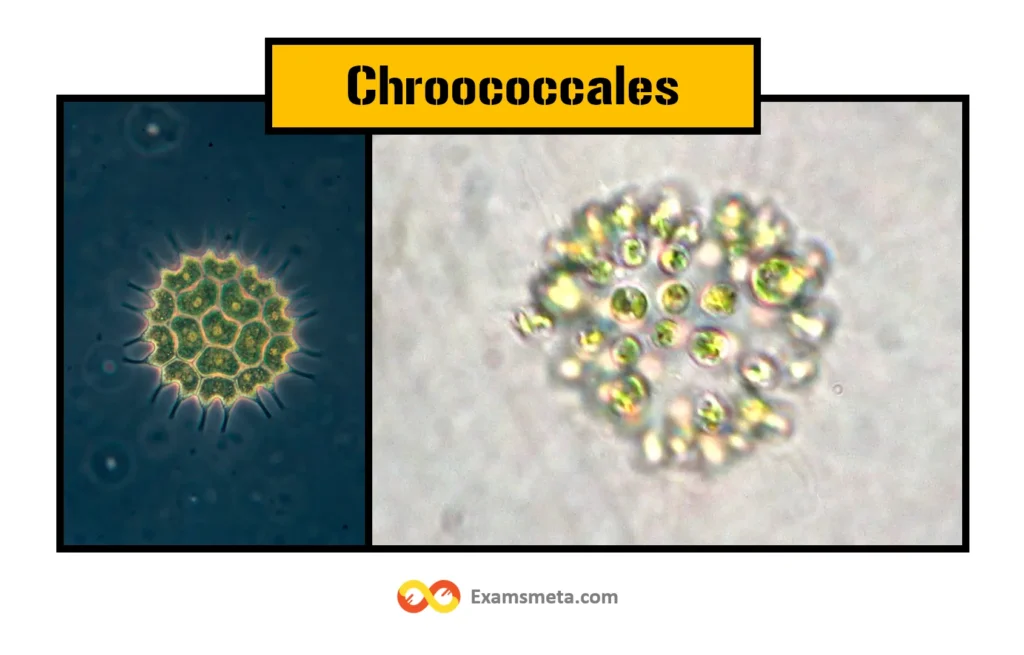 Chroococcales