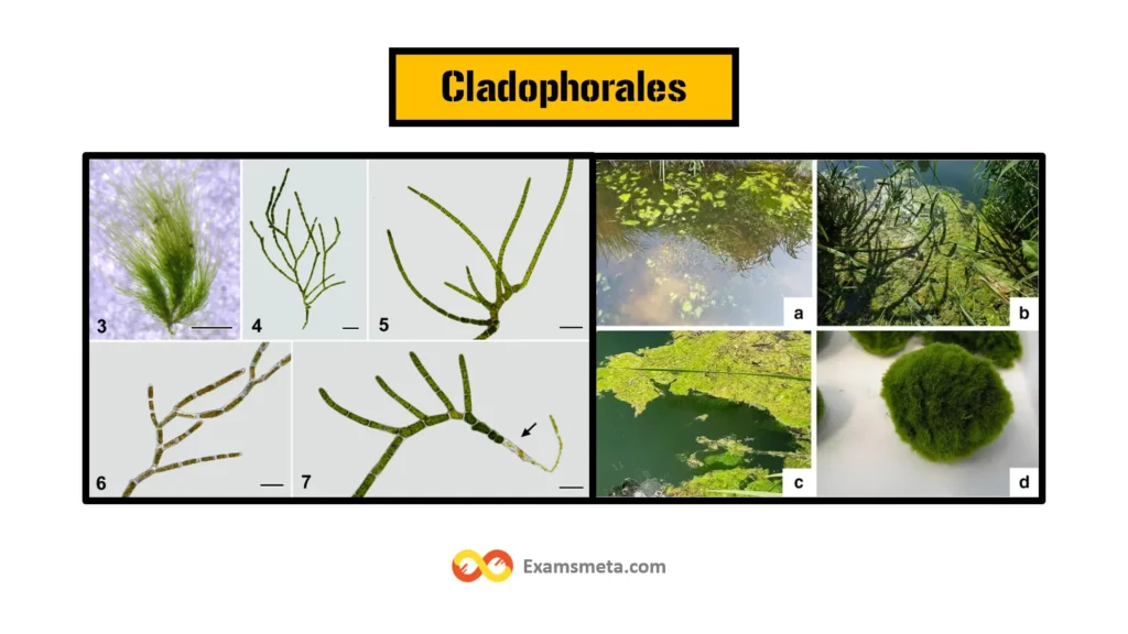 Cladophorales