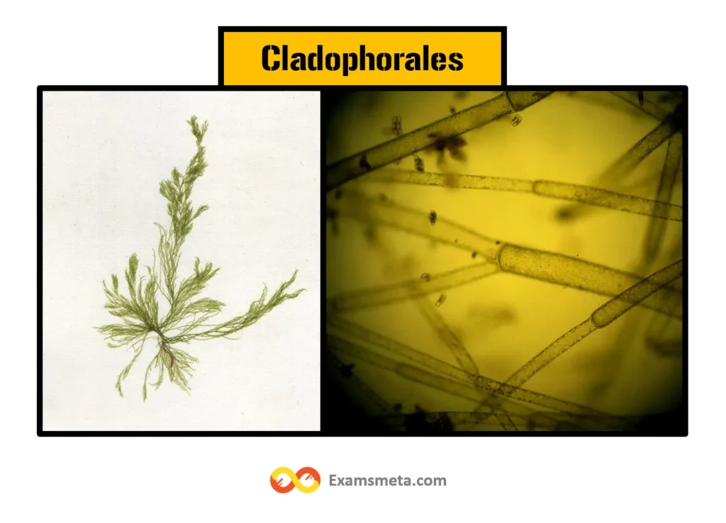 Cladophorales