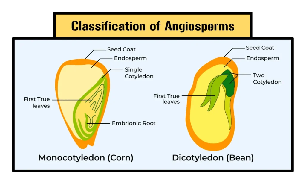 Classification of Angiosperms Dicots and Monocots