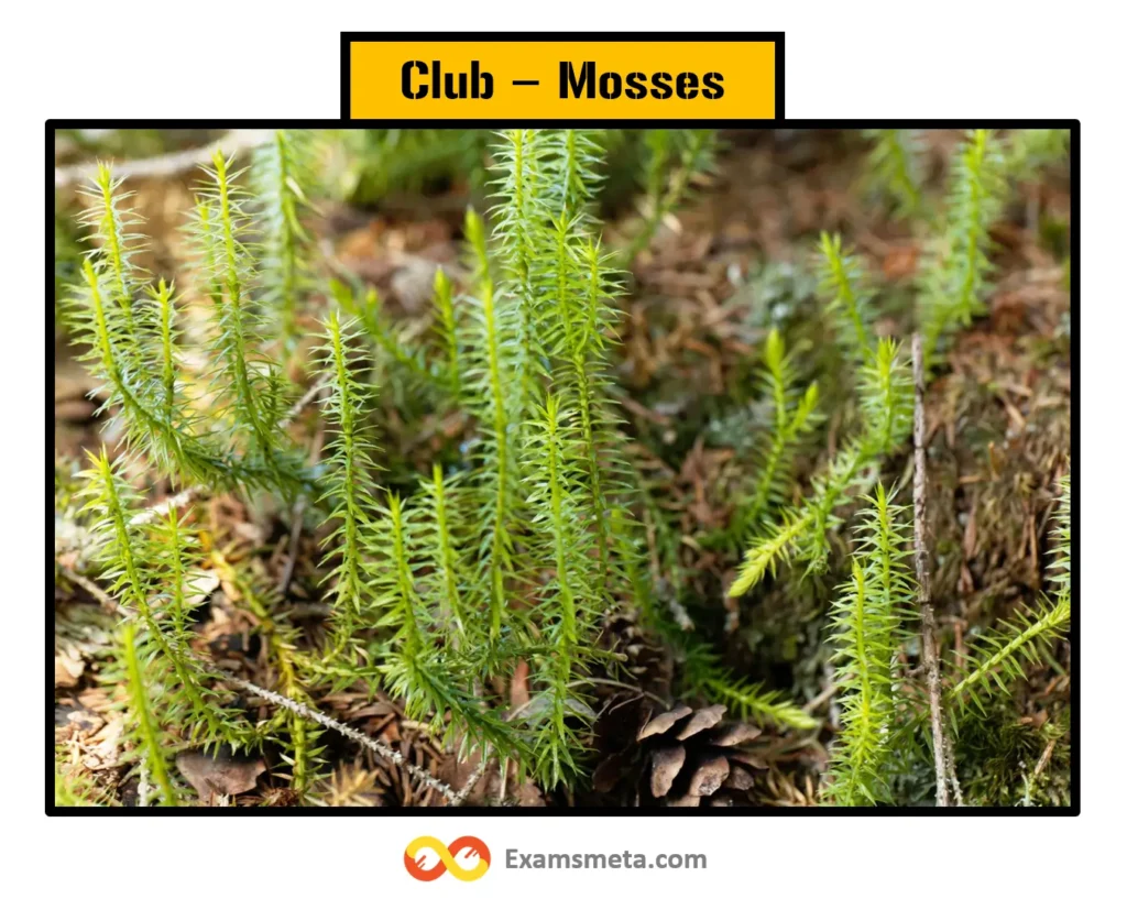 Club Mosses