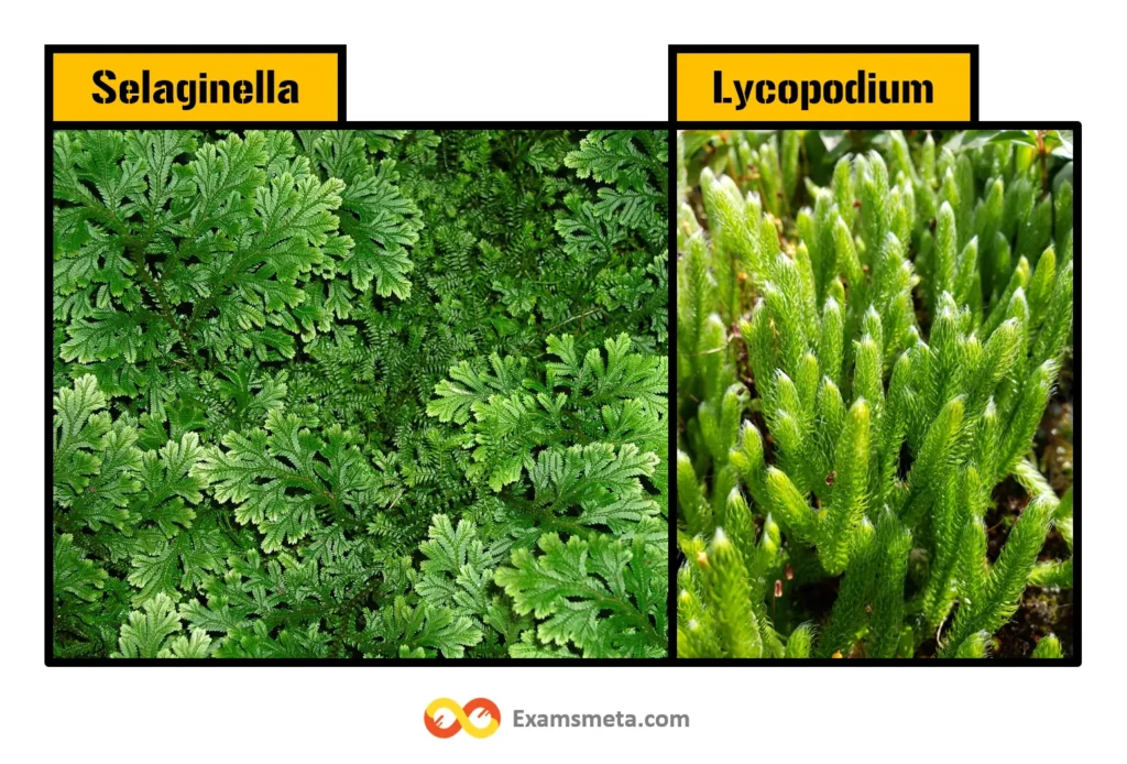 Club Mosses (Lycopodium, Selaginella)