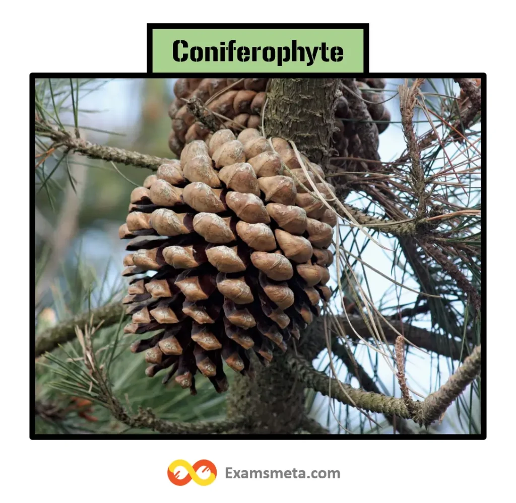 Coniferophyta, also known as Conifers