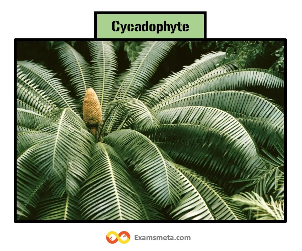 Cycadophyta, commonly known as Cycads